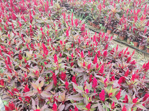 雞冠花
